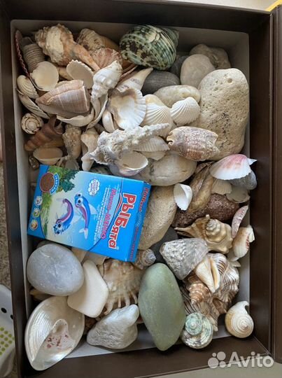 Морские ракушки раковины