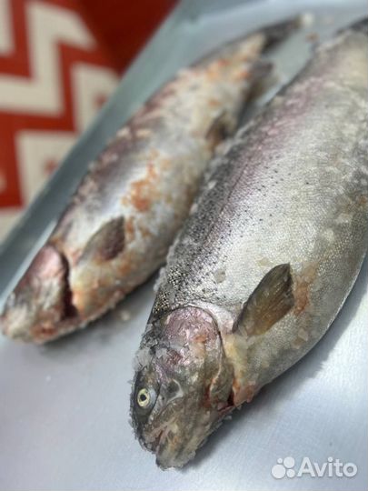 Форель с/м