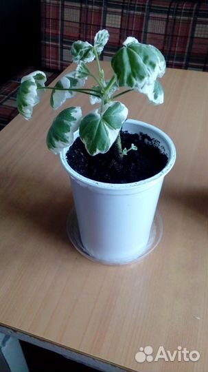 Герань пестролистная