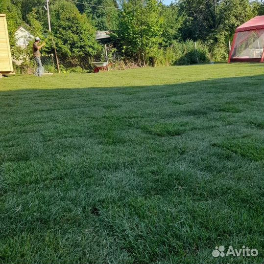 Рулонный газон, газон посевной