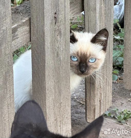 Котенок 2 месяца невероятной красоты