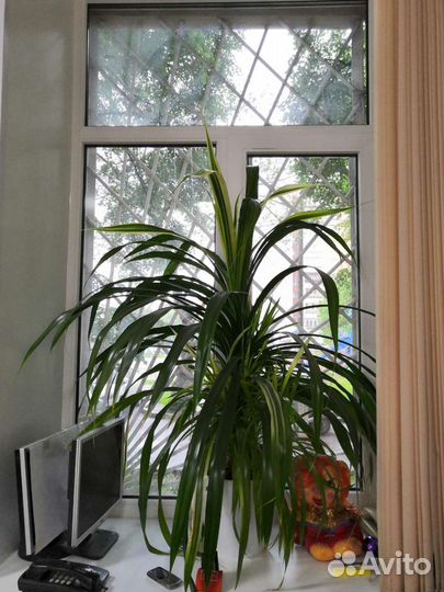 Панданус вариегатный