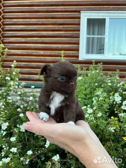 Кукольная девочка чихуахуа