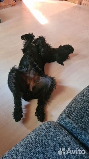 Передержка собак в частном доме