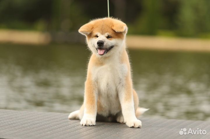 Мальчик акита