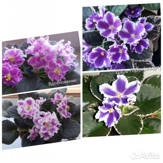 Сортовые фиалки