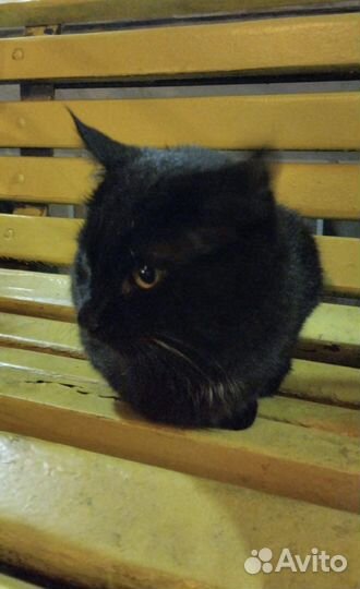 Яшка в поиске дома