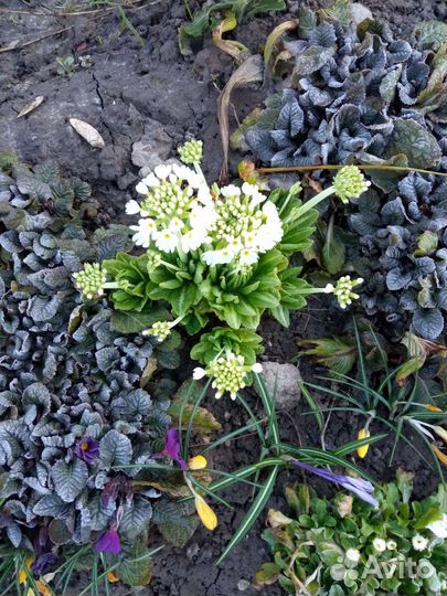 Первоцветы