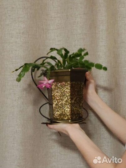 Декабрист шлюмбергера растение цветы