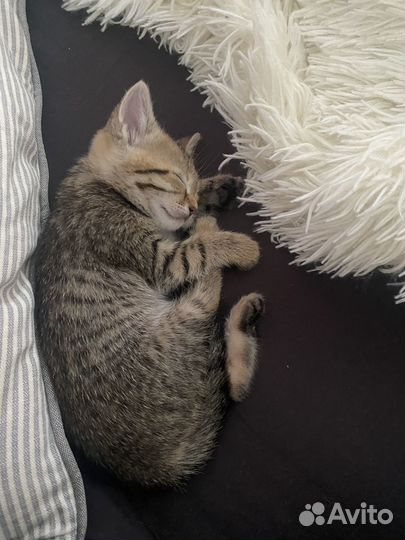 Кошечка в добрые руки