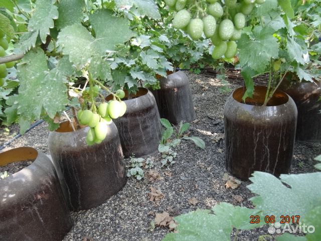 Виноград: саженцы, плоды, кусты