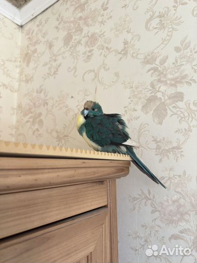 Попугай какарик