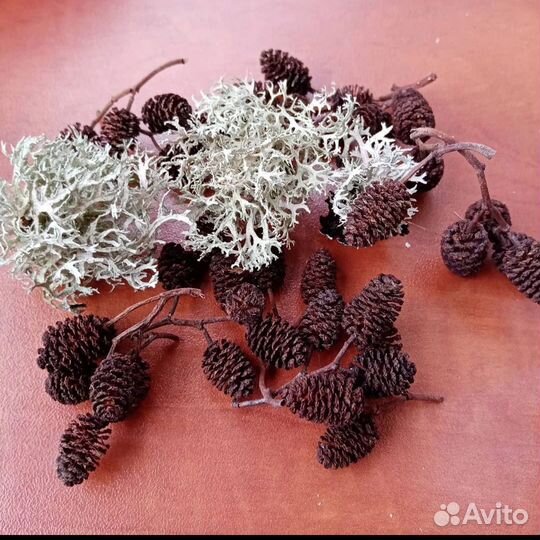 Шишки, стручки, орехи