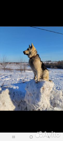 Щенки восточноевропейской овчарки