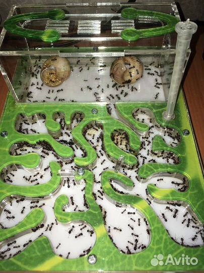 Муравьиная ферма