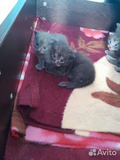 Котята