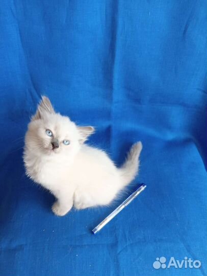 Котята Тайской породы