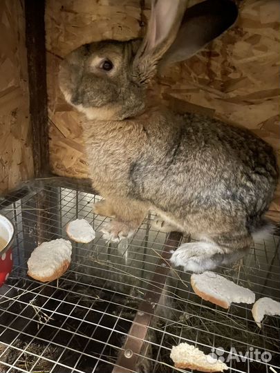 Кролики мясных пород