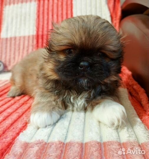 Щенки пекинеса