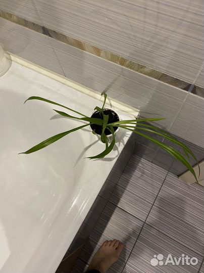 Хлорофитум