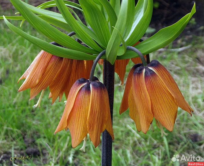 Клубни калл, рябчик императорский, ирис болотный