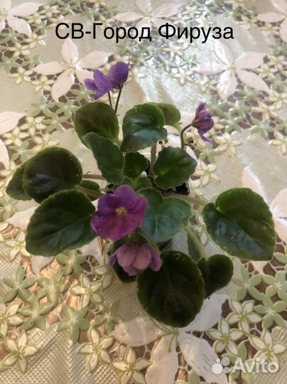 Фиалки сортовые (трейлеры)