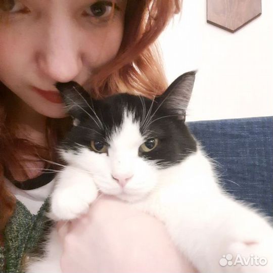 Передержка котов и грызунов.Выгул собак и кошек