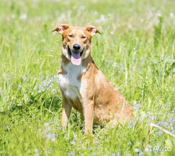 Рыжее солнышко в добрые руки