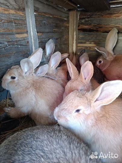 В продаже мальчики 4 месяца