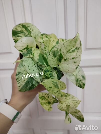 Комнатные растения (цветы)