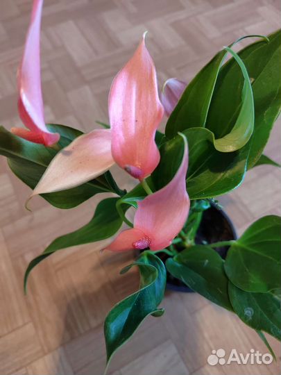 Горшечные растения