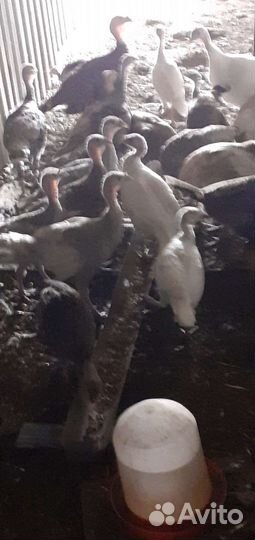 Индюки индюшата