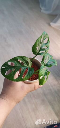 Комнатные растения цветы