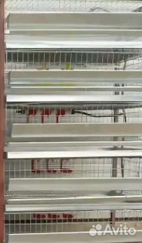 Клетки для перепелов, кур, перепела
