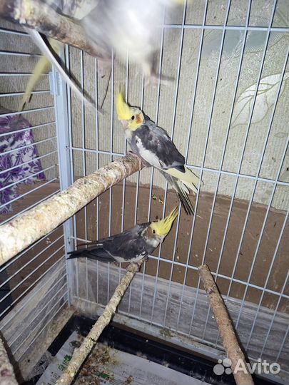 Птенцы кореллы