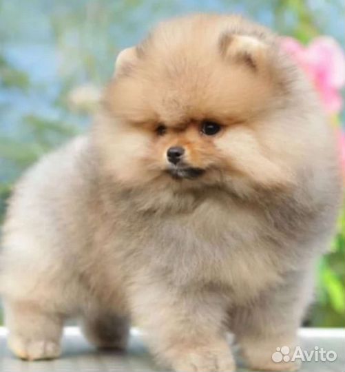 Померанский шпиц мини
