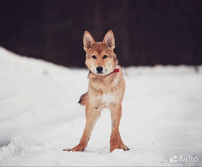 Щенок инвалид