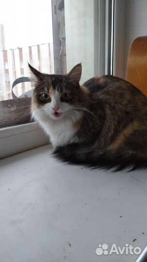 Кошка в дар