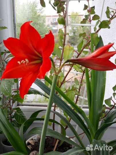 Гиппеаструм