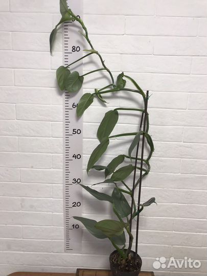 Филодендрон Сильвер Хастатум