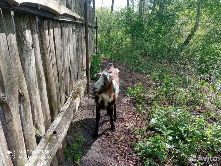 Продам козу