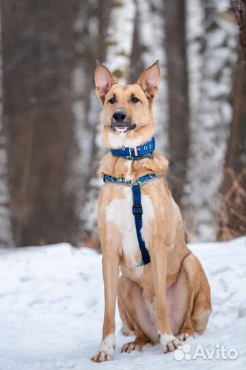 Собака из приюта Лавр в добрые руки