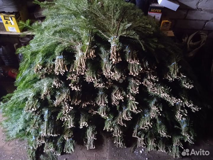 Пихтовый веник