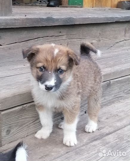 Щенок в добрые руки