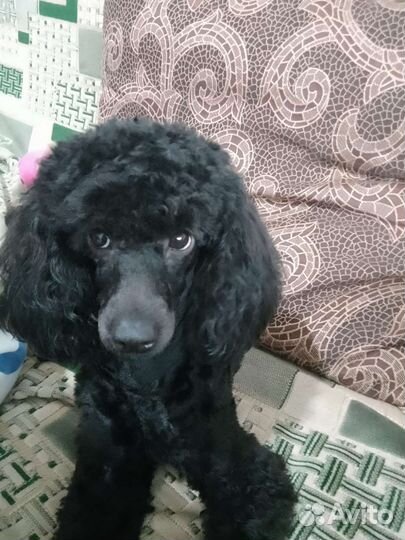 Пудель. Вязка