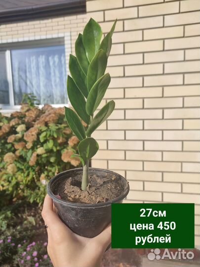 Замиокулькас