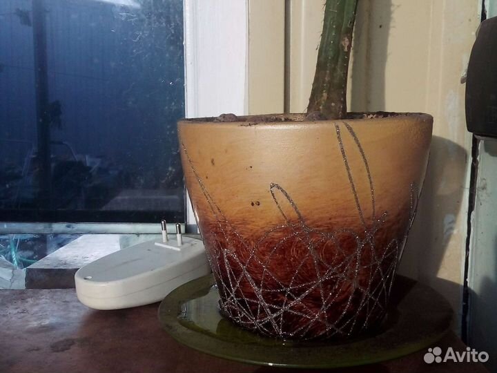 Кактус в горшке