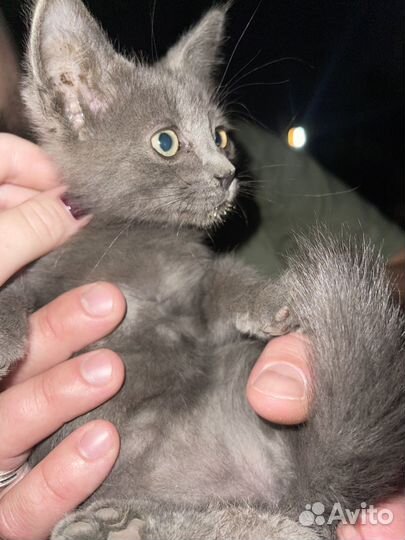 Кошечка в добрые руки