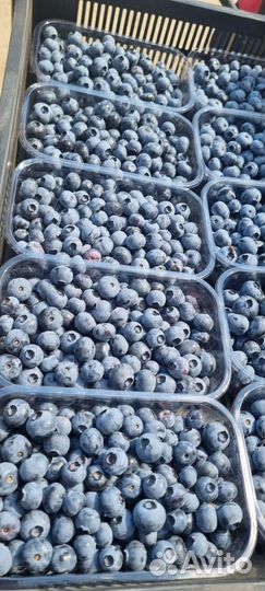 Черника сортовая