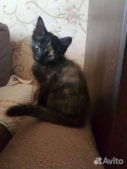 Кошечка 3 месяца в приюте